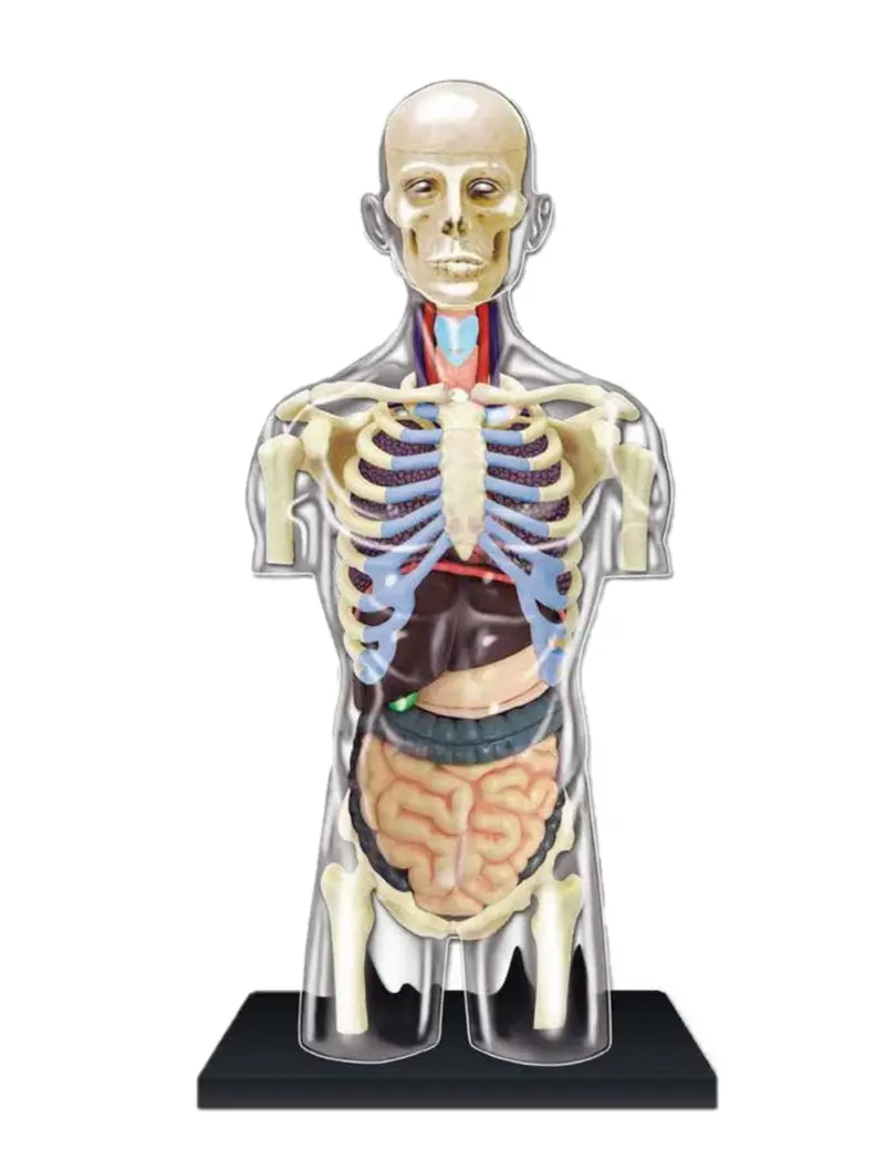 Anatomia Umana 4D