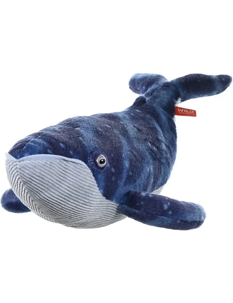 Balenottera Azzurra